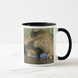 Tasse Capybara, Hydrochaeris hydrochaeris), monde