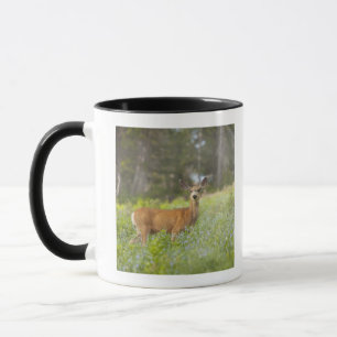 Tasse Cerfs communs de mule (hemionus d'Odocoileus) dans