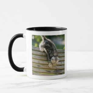 Tasse Chaton se déplaçant vers le bas sur le banc