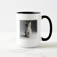 Chaton tigré bleu