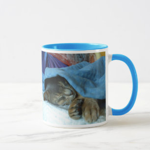 Tasse Chats abyssiniques