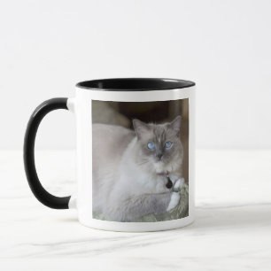 Tasse Chatte Ragdoll