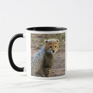 Tasse Cheetah Cub Acinonyx Jubatus)