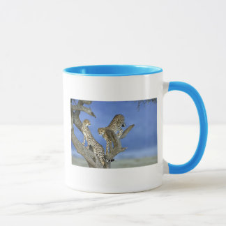 Tasse Cheetahs