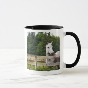 Tasse Cheval dans le domaine regardant au-dessus de la