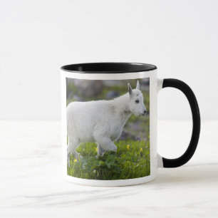 Tasse Chevreau au col Logan dans Glacier