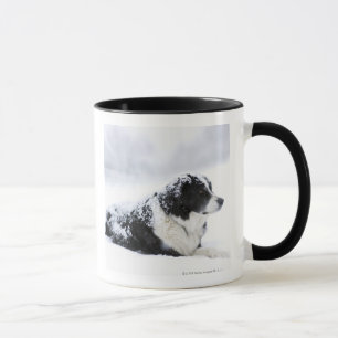 Tasse Chien de berger (Akbash/mélange de colley) se