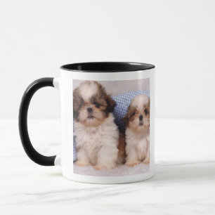 Tasse Chiots de Shih Tzu sous une couverture vérifiée