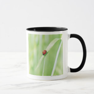 Tasse Coccinelle