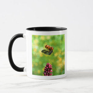 Tasse coccinelle