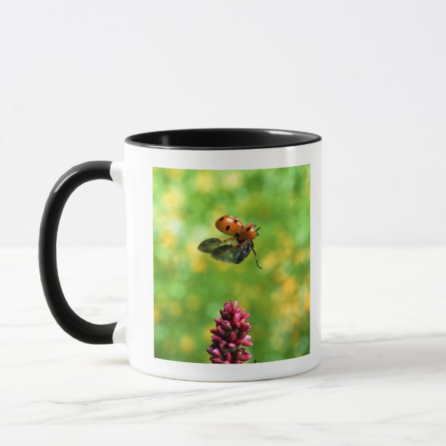 Tasse coccinelle (Gauche)