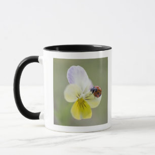 Tasse Coccinelle sur la pensée Biei, Hokkaido, Japon