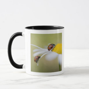 Tasse Coccinelles sur une marguerite des prés, Biei,
