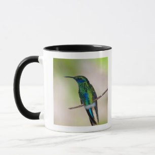 Tasse Colibri vert de Violet-oreille