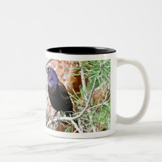 Tasse commune de Grackle