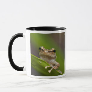 Tasse Coqui commun, Eleutherodactylus coqui