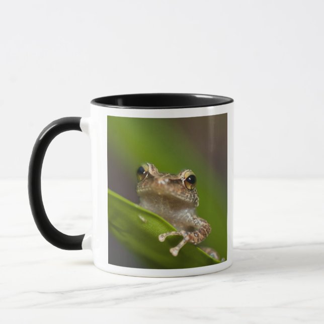 Tasse Coqui commun, Eleutherodactylus coqui (Gauche)