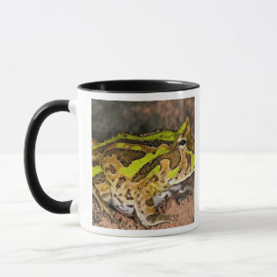 Tasse Crapaud cornu brésilien, Ceratophrys cornuta, Nati