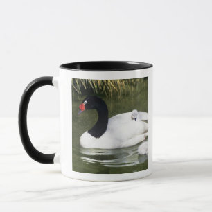 Tasse Cygne à cou noir adulte et cygnets dans l'eau.