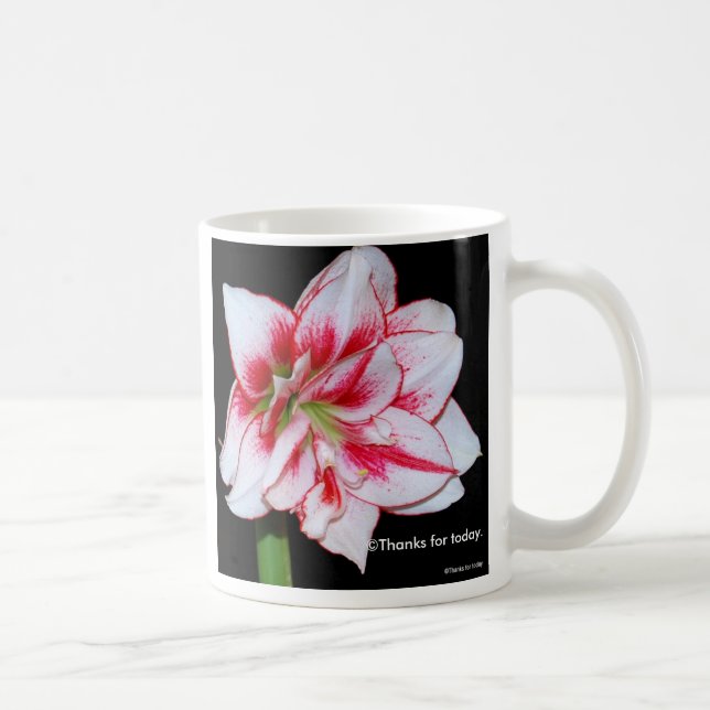 Tasse d'amaryllis (Droite)
