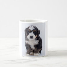 Tasse de Bernedoodle