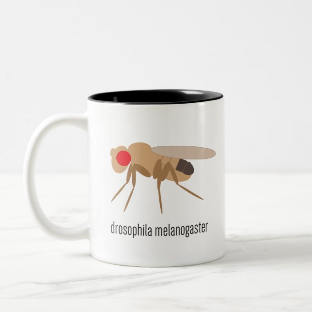 Tasse de café de drosophile (Gauche)