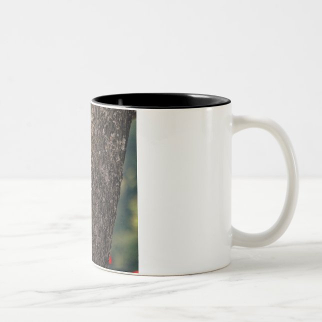 Tasse de café de pivert de Pileated (Droit)