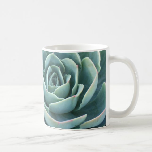 Tasse de café d'Echeveria (Droite)