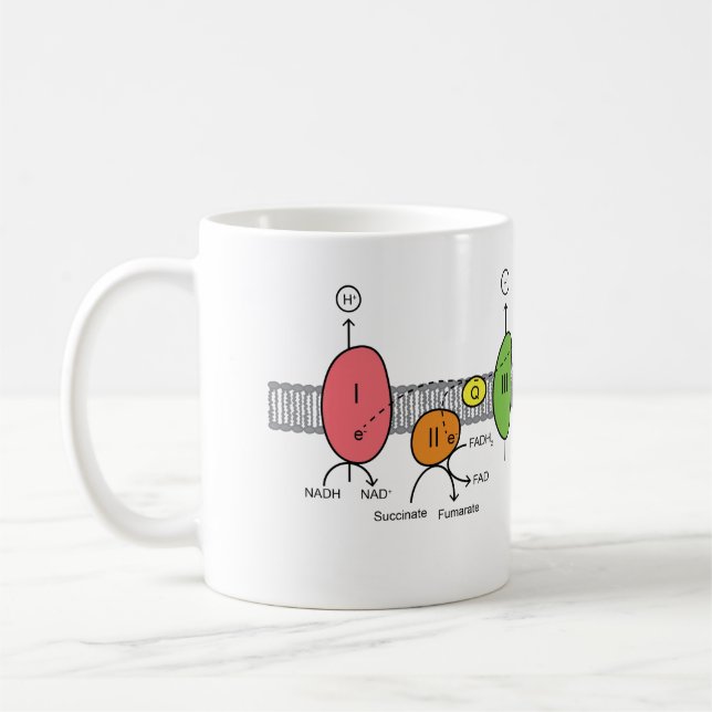 Tasse de chaîne de transport d'électron (Gauche)