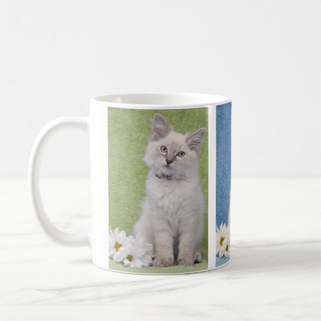 Tasse de chaton de Ragdoll (Gauche)