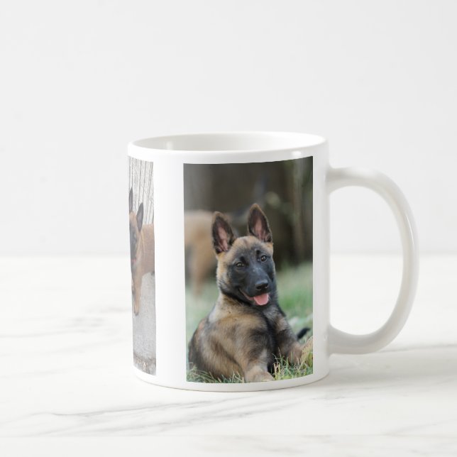 Tasse de chiot de Malinois de Belge (Droite)