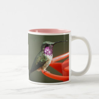 Tasse de colibri de Lucifer, droit-manipulée