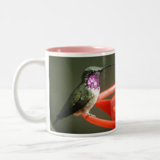 Tasse de colibri de Lucifer, gauche-manipulée