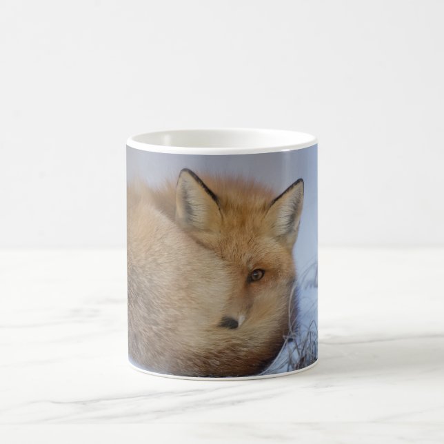 Tasse de Fox, tasse rusée, renards, nature, faune (Centre)