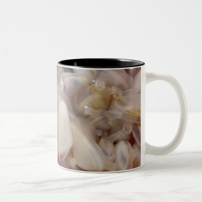 Tasse de palourdes (Droit)