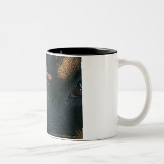 Tasse de rottweiler et de salamandre