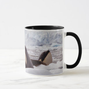 Tasse de Spyhopping d'orques