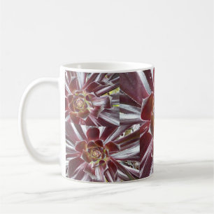 Tasse de succulent de Zwartkop d'Aeonium
