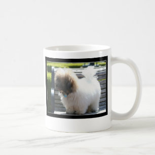 Tasse de Tulear Puppy de coton