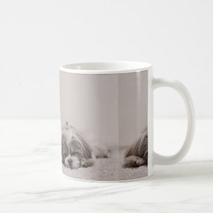 Tasse de tzu de sommeil Shih, chien de sommeil