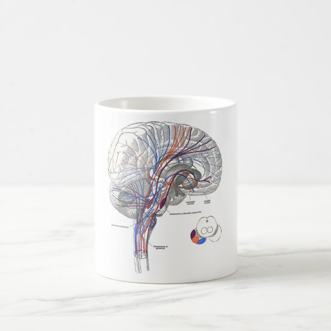 Tasse de voies de cerveau (Centre)