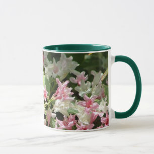 Tasse de WEIGELIA