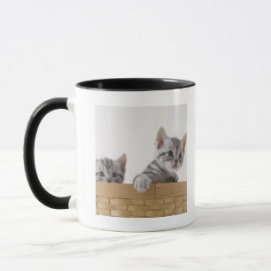 Tasse Deux chatons de Shorthair d'Américain