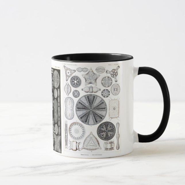 Tasse diatomée, diatomée, navicula (Droite)