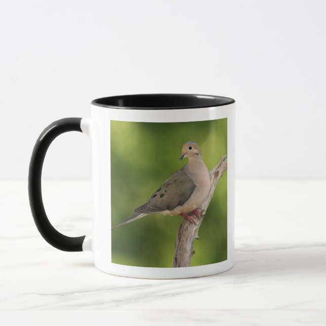 Tasse Dove de deuil, Zenaida macroura (Gauche)