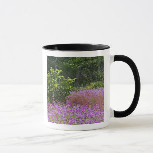Tasse Drummond Phlox, Phlox drummondi, Hilton Head