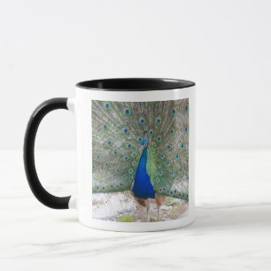 Tasse Dubrovnik, Croatie, île de Lokrum, colorée