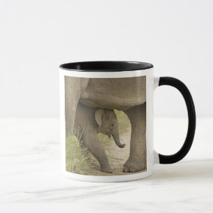 Tasse Éléphant indien / asiatique et jeune, Corbett