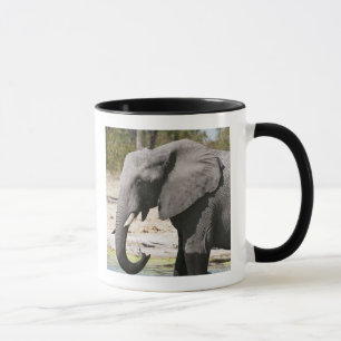 Tasse Elephant (Loxodonta africana), Savute Channel