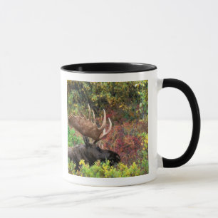 Tasse États-Unis, Alaska, Parc national Denali, Orignal